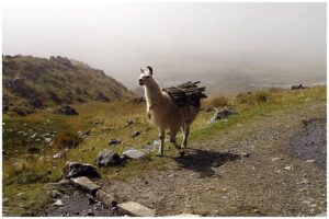 fauna-bolivia