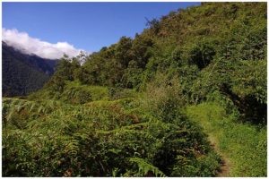 selva-bolivia
